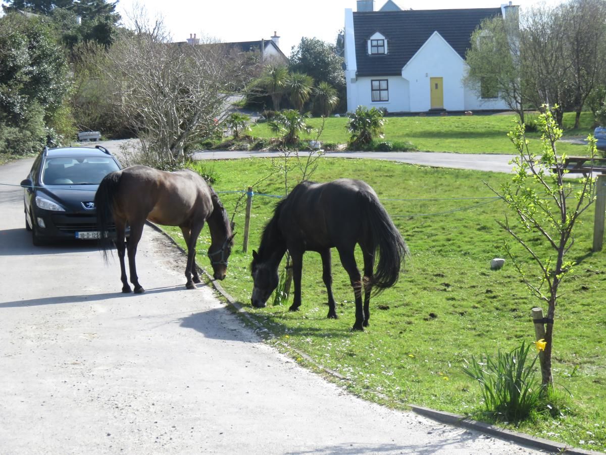 Дома для отпуска Letterfrack Farmhouse on equestrian farm in Letterfrack Tullywee Bridge-4
