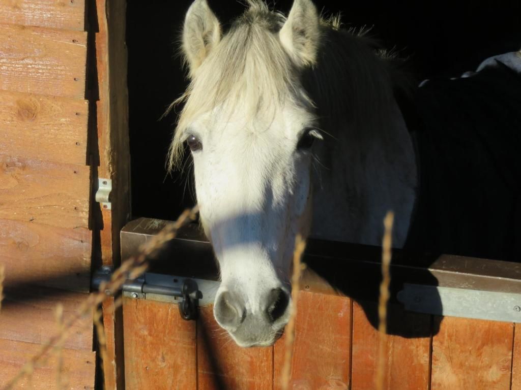 Дома для отпуска Letterfrack Farmhouse on equestrian farm in Letterfrack Tullywee Bridge