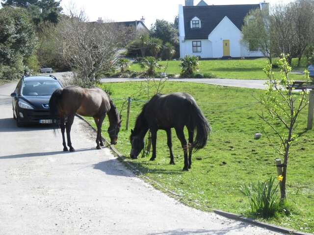 Дома для отпуска Letterfrack Farmhouse on equestrian farm in Letterfrack Tullywee Bridge-31
